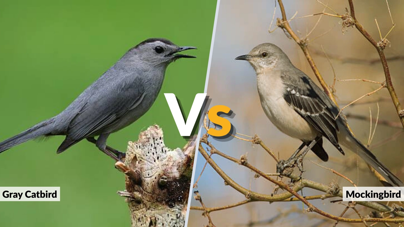 Gray Catbird vs Mockingbird: Key Differences Explained