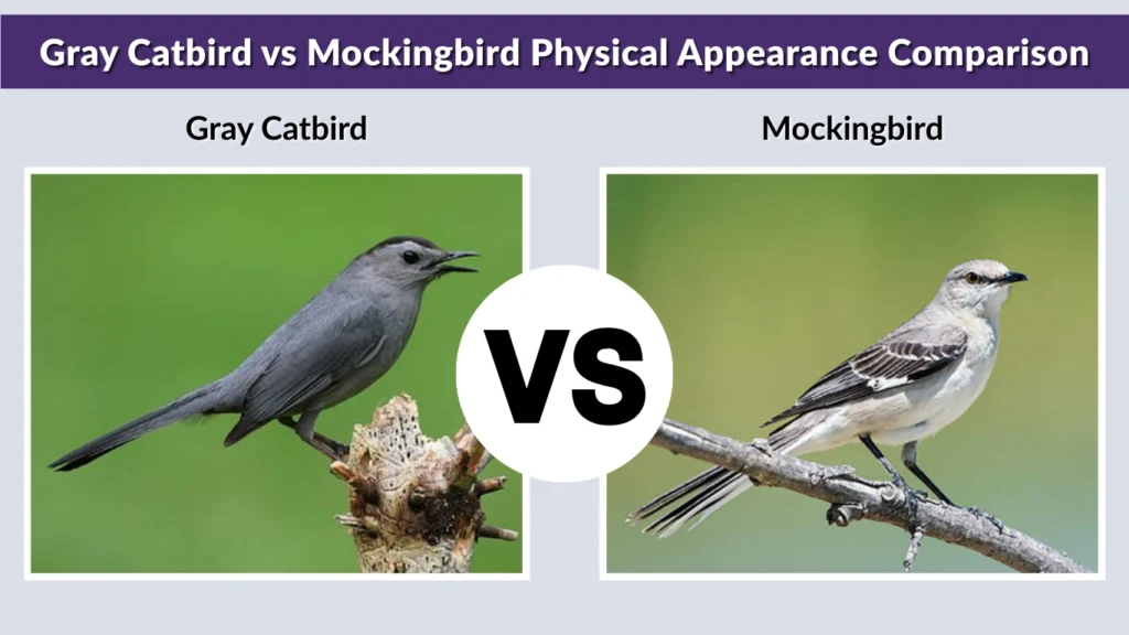 Gray Catbird vs Mockingbird Physical Appearance Comparison
