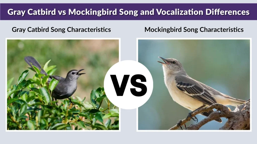 Gray Catbird vs Mockingbird Song and Vocalization Differences