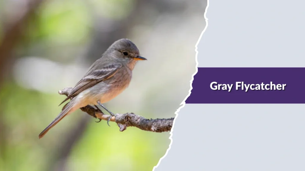 Gray Flycatcher