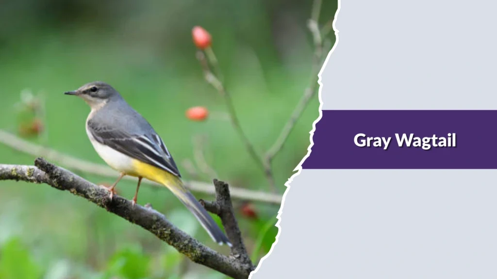 Gray Wagtail