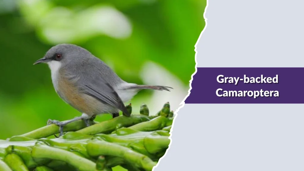 Gray-backed Camaroptera