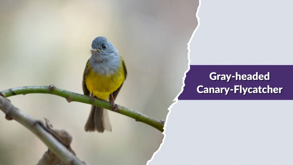Gray-headed Canary-Flycatcher