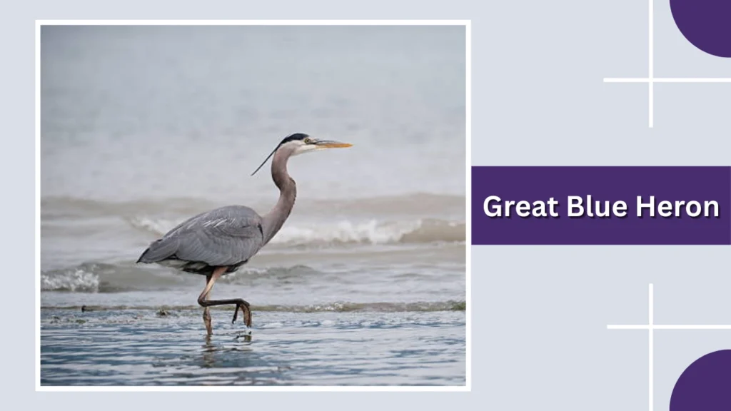 Great Blue Heron