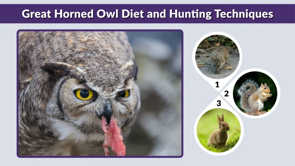 Great Horned Owl Diet and Hunting Techniques