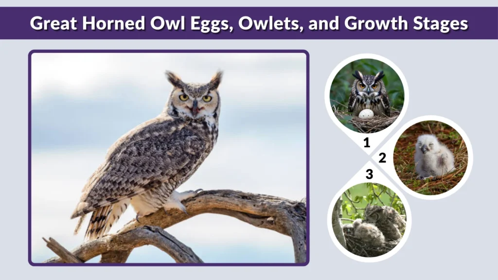 Great Horned Owl Eggs, Owlets, and Growth Stages