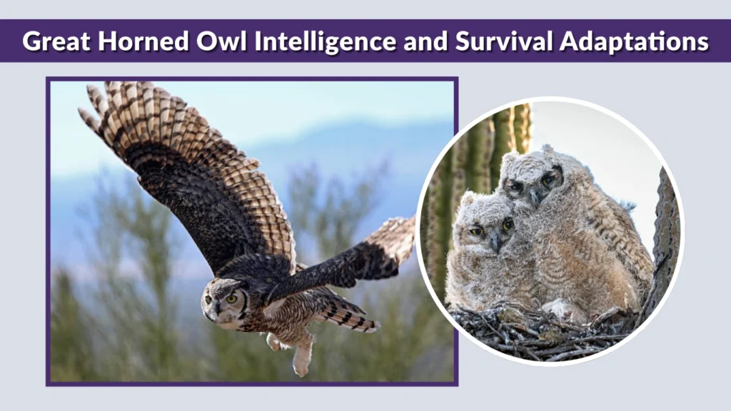 Great Horned Owl Intelligence and Survival Adaptations