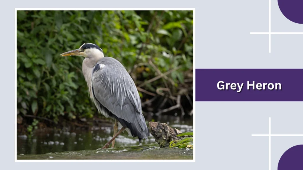 Grey Heron