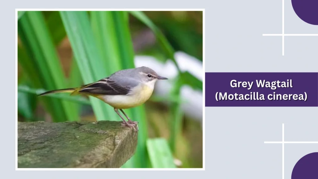 Grey Wagtail (Motacilla cinerea)