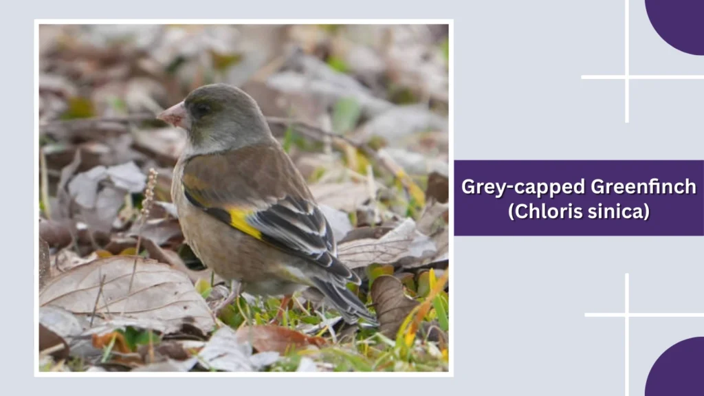 Grey-capped Greenfinch (Chloris sinica)