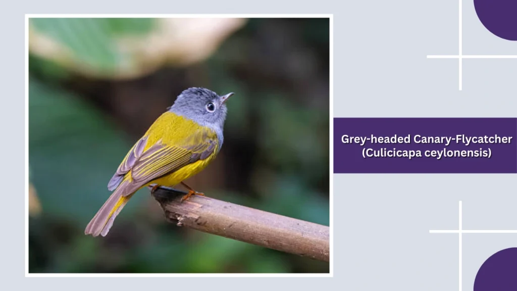 Grey-headed Canary-Flycatcher (Culicicapa ceylonensis)