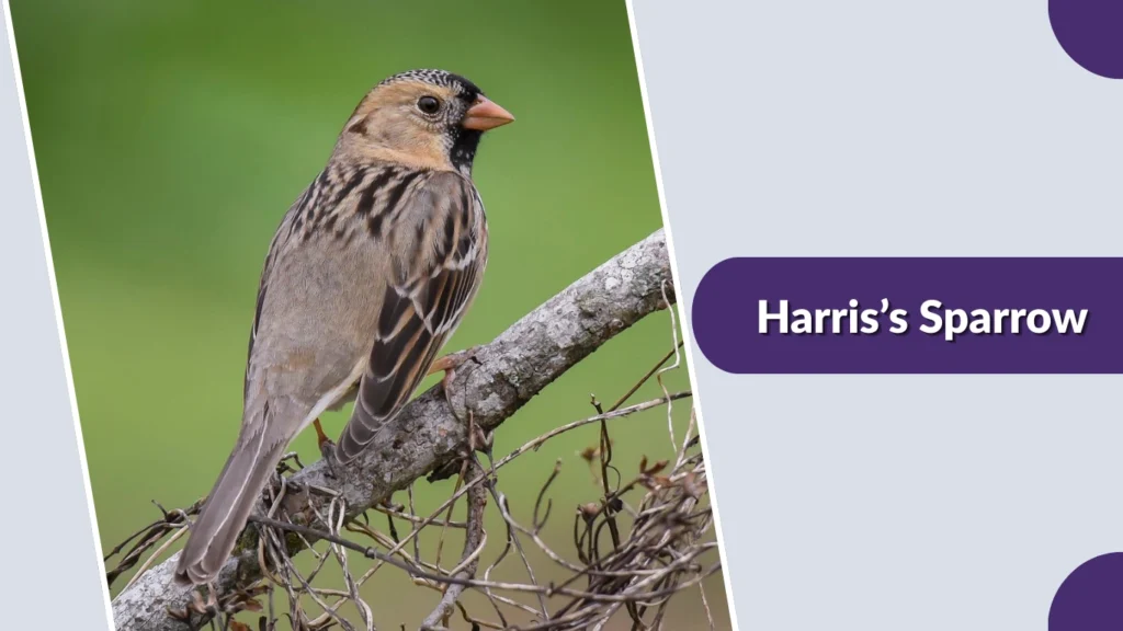 Harris’s Sparrow (Zonotrichia querula)
