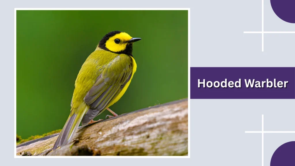 Hooded Warbler