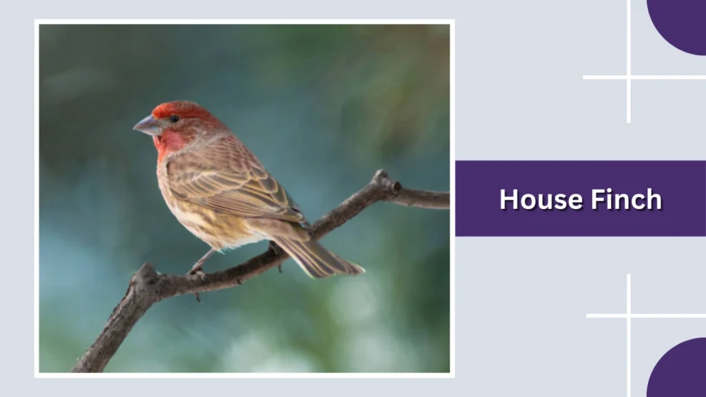 House Finch