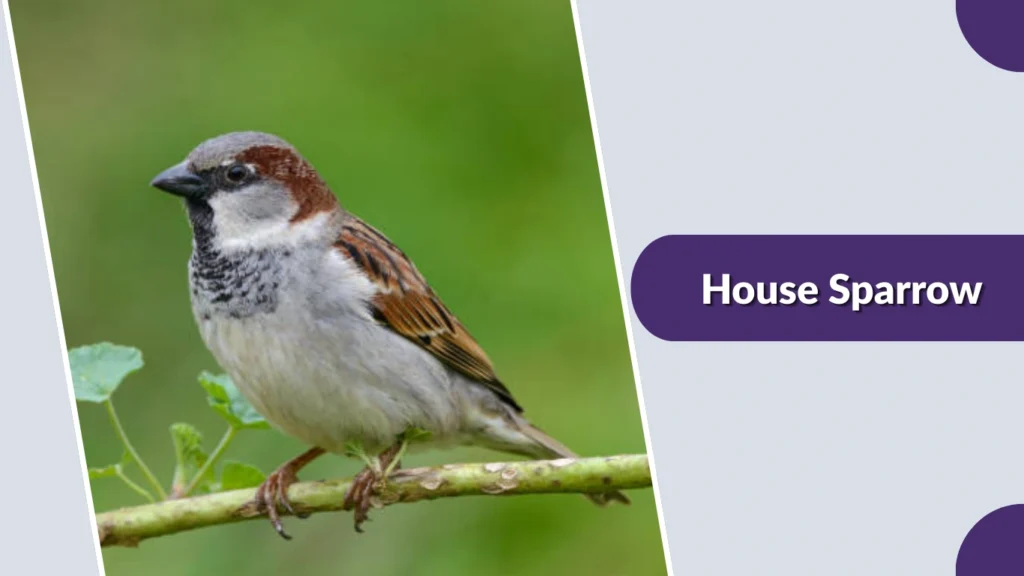 House Sparrow (Passer domesticus)