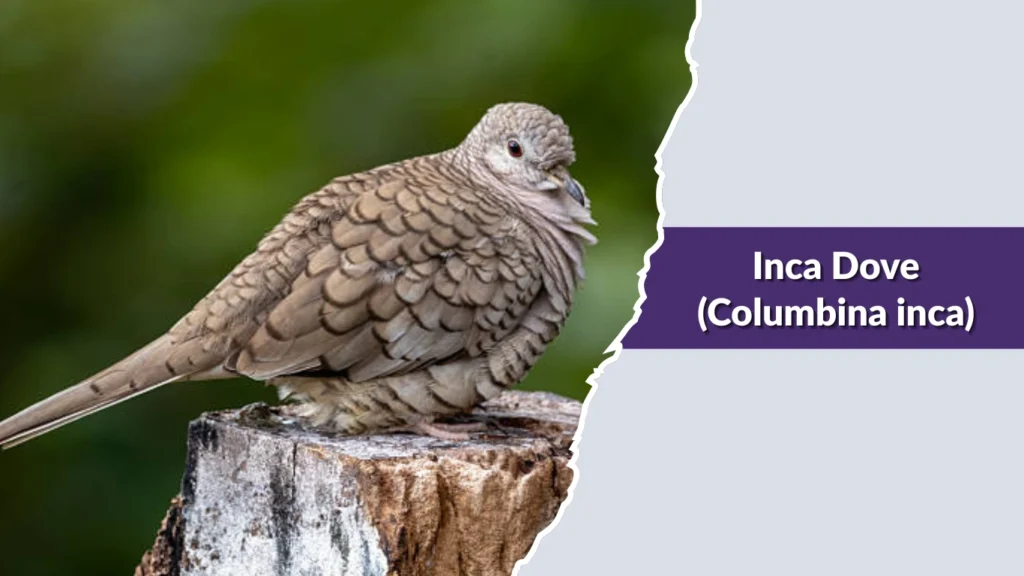 Inca Dove (Columbina inca)