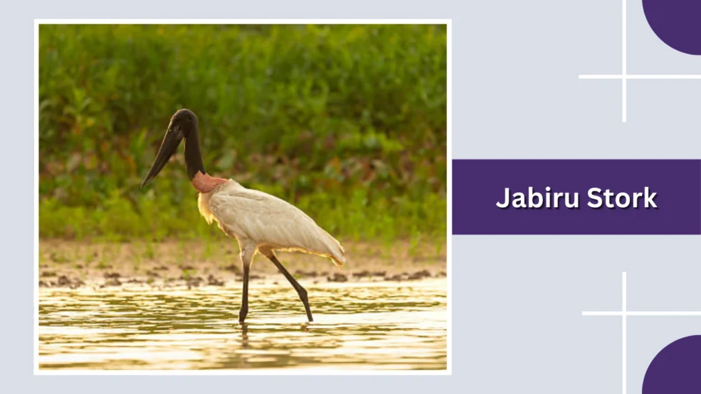 Jabiru Stork