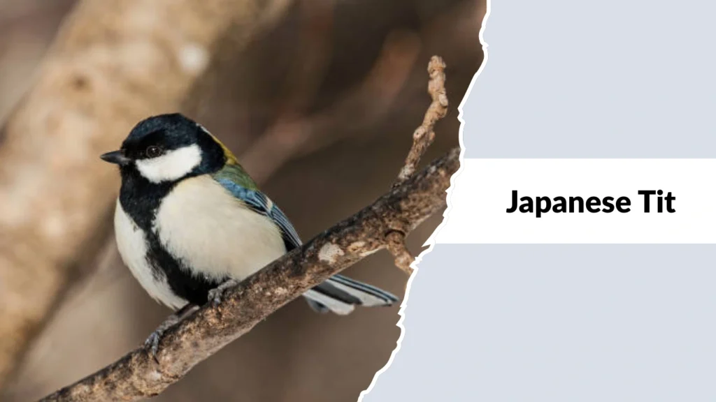 Japanese Tit