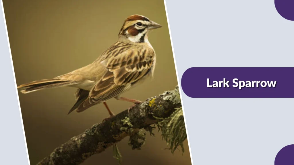 Lark Sparrow (Chondestes grammacus)
