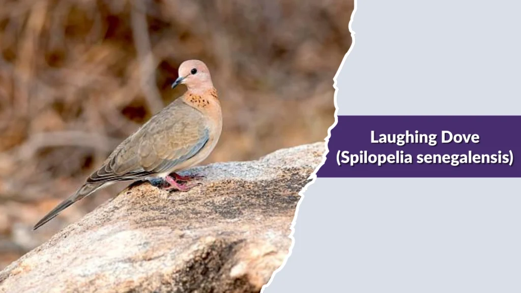 Laughing Dove (Spilopelia senegalensis)