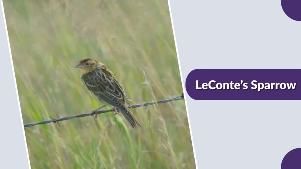 LeConte’s Sparrow (Ammospiza leconteii)