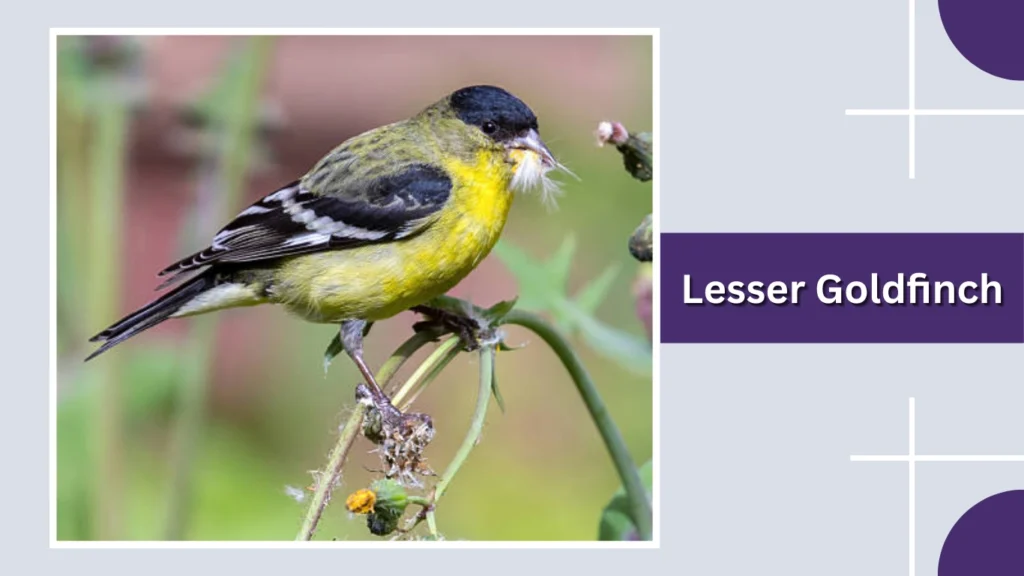 Lesser Goldfinch