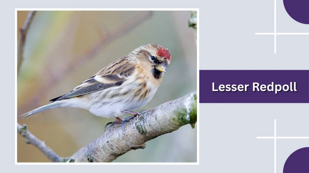 Lesser Redpoll