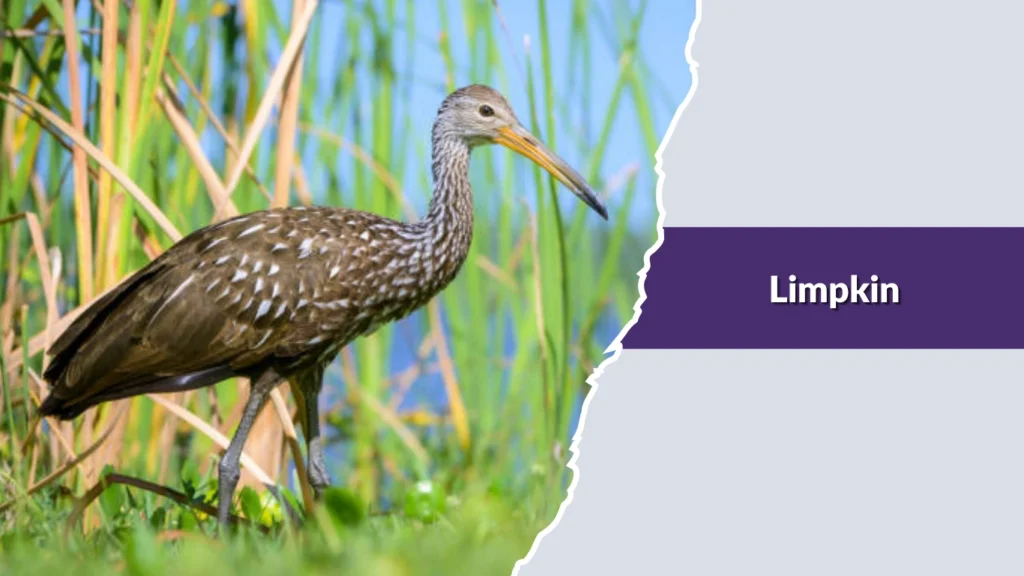 Limpkin