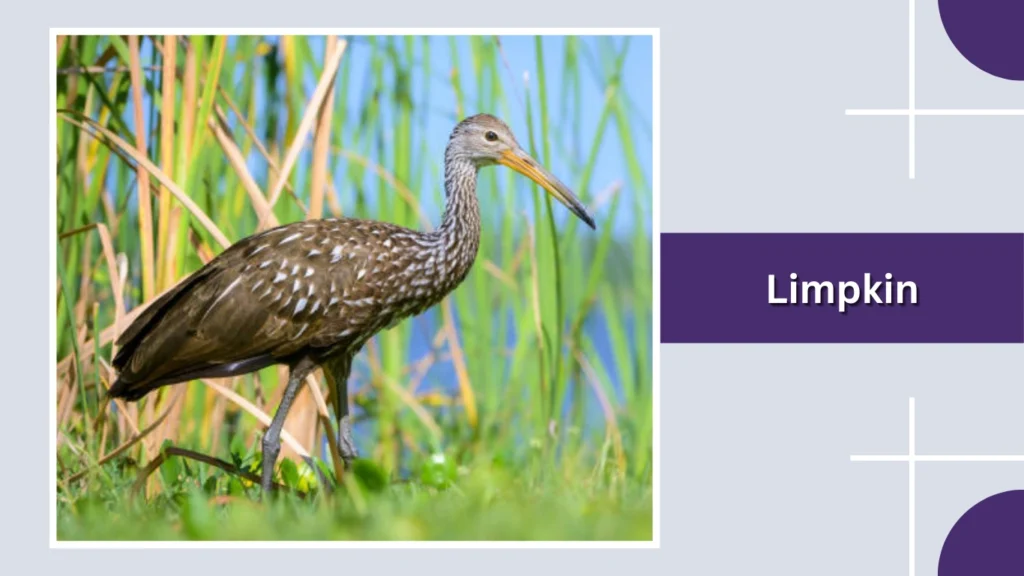 Limpkin