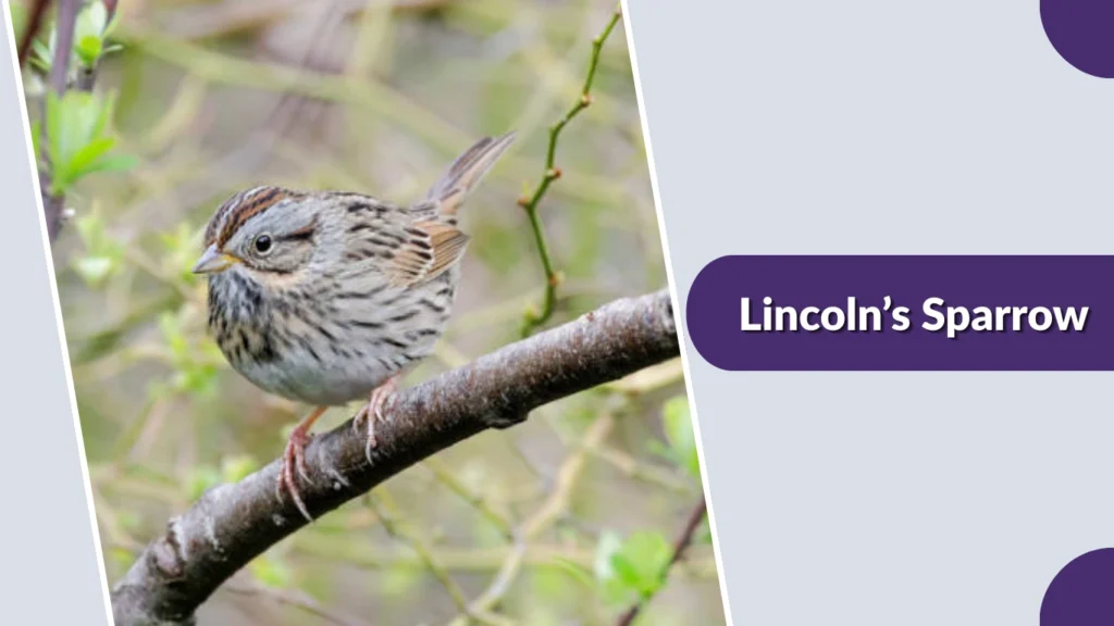 Lincoln’s Sparrow