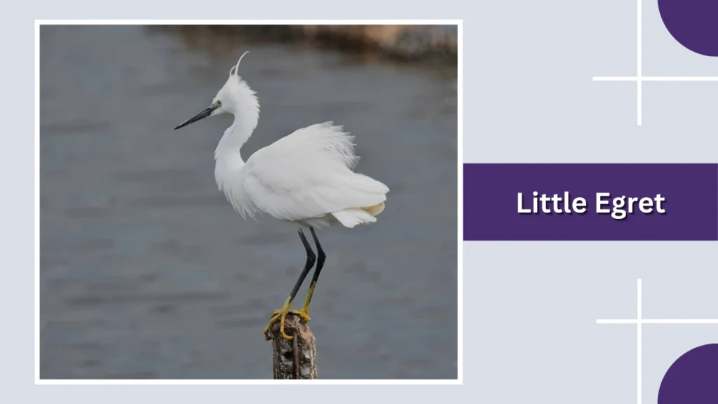 Little Egret