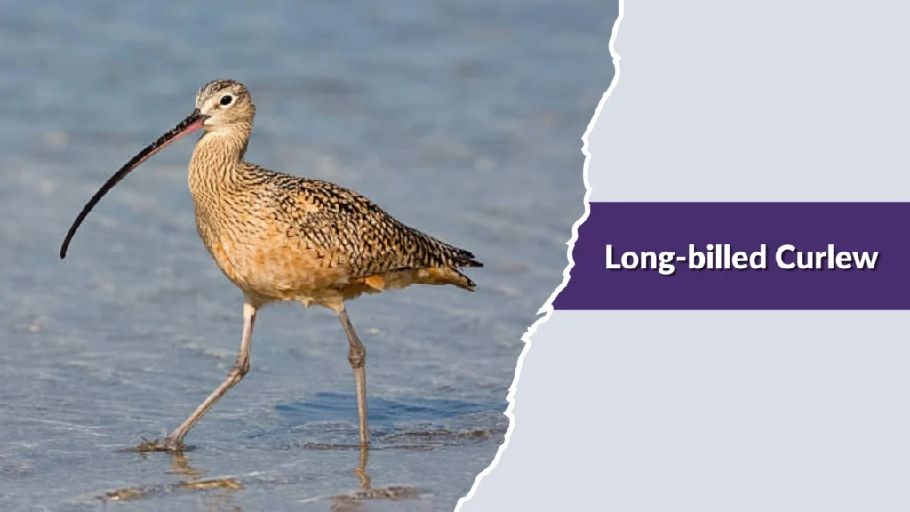 Long-billed Curlew