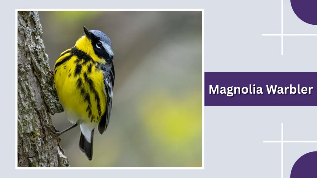 Magnolia Warbler