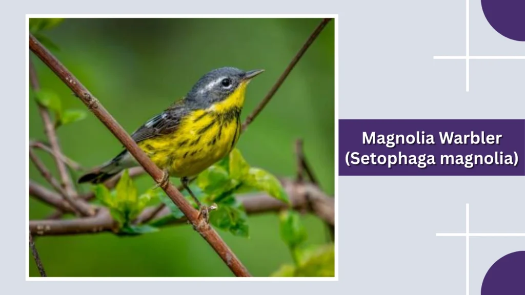 Magnolia Warbler (Setophaga magnolia)