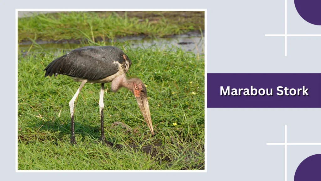 Marabou Stork