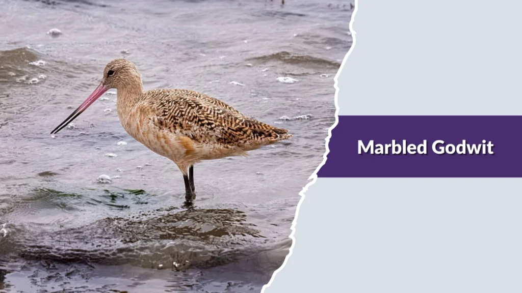 Marbled Godwit