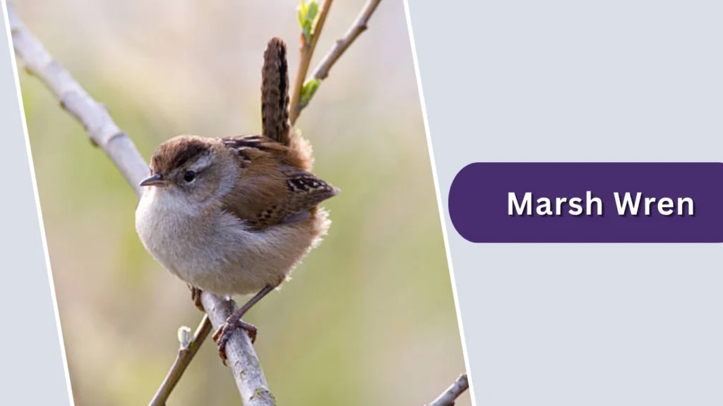 Marsh Wren (Cistothorus palustris)