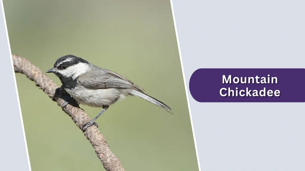 Mountain Chickadee