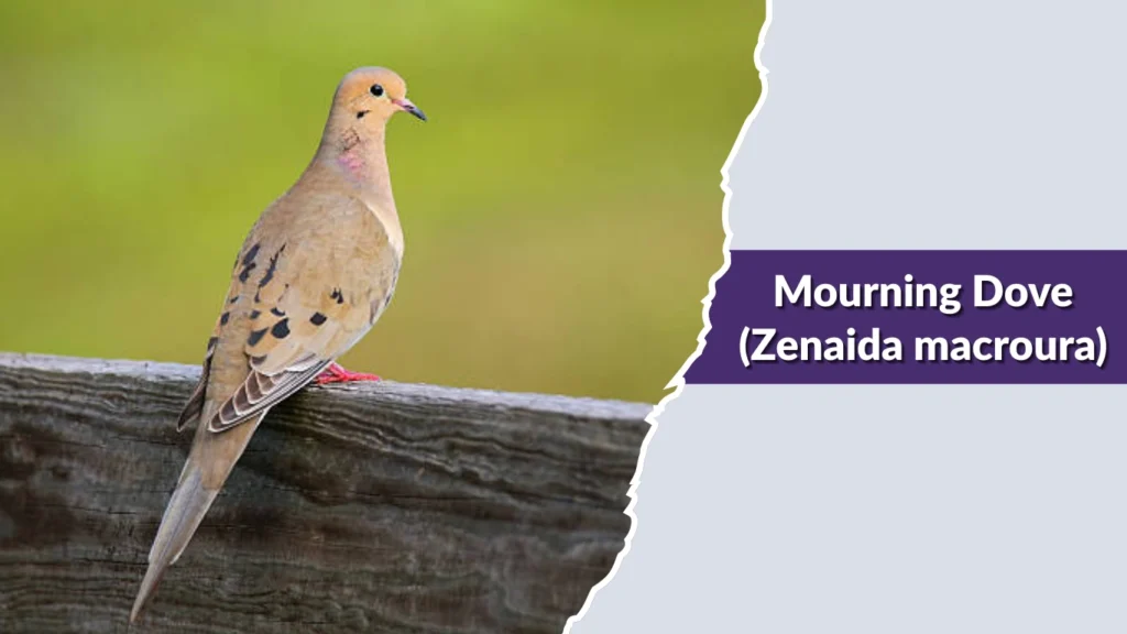 Mourning Dove (Zenaida macroura)