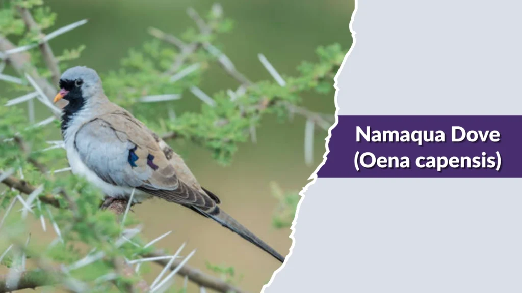 Namaqua Dove (Oena capensis)