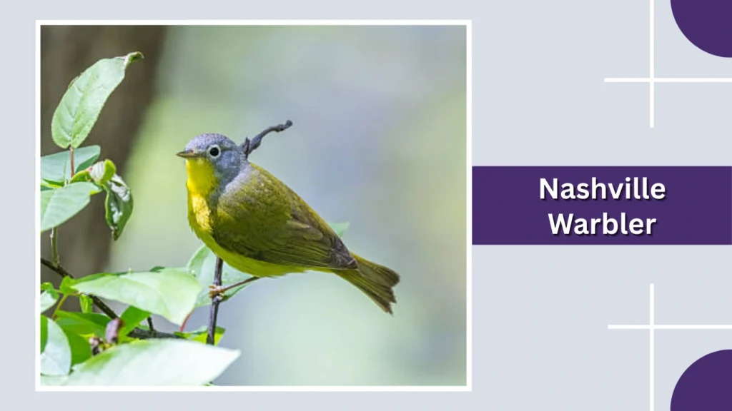 Nashville Warbler