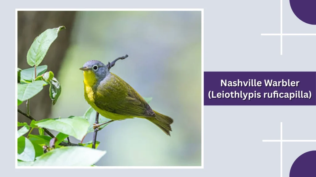 Nashville Warbler (Leiothlypis ruficapilla)