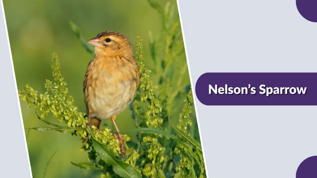 Nelson’s Sparrow (Ammospiza nelsoni)
