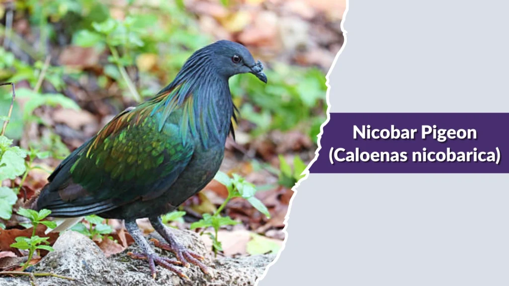 Nicobar Pigeon (Caloenas nicobarica)