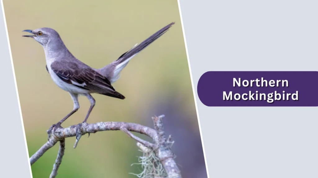 Northern Mockingbird