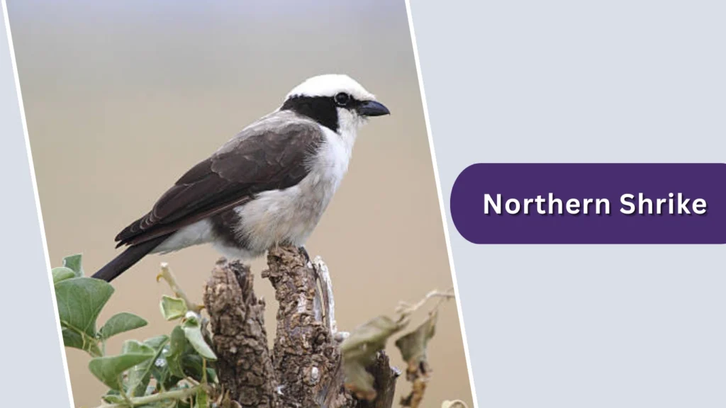 Northern Shrike