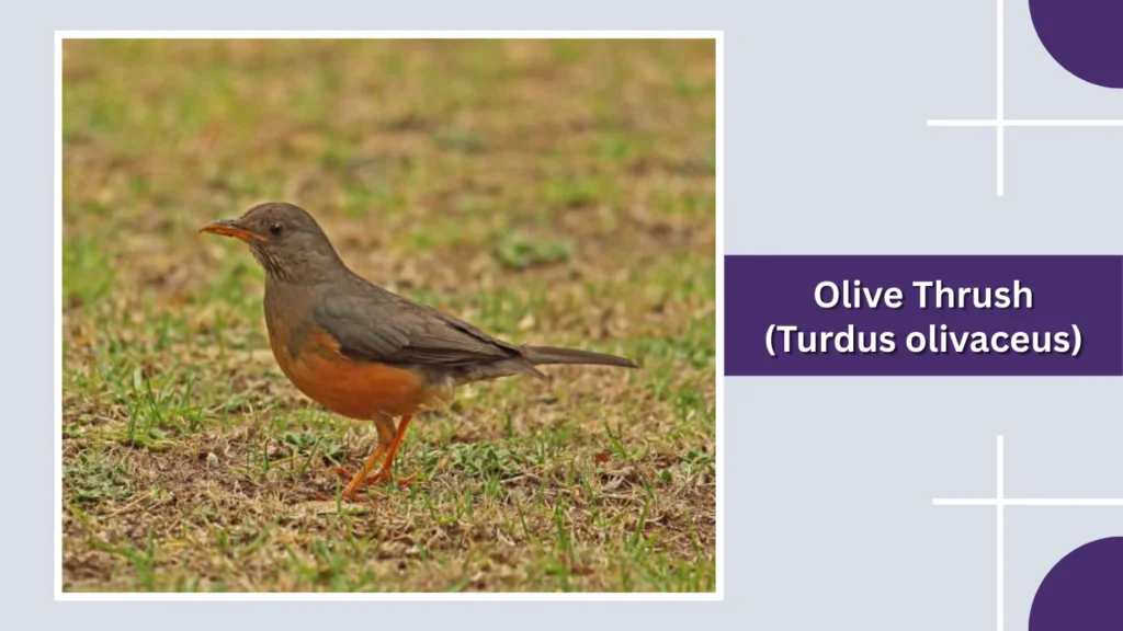 Olive Thrush (Turdus olivaceus)