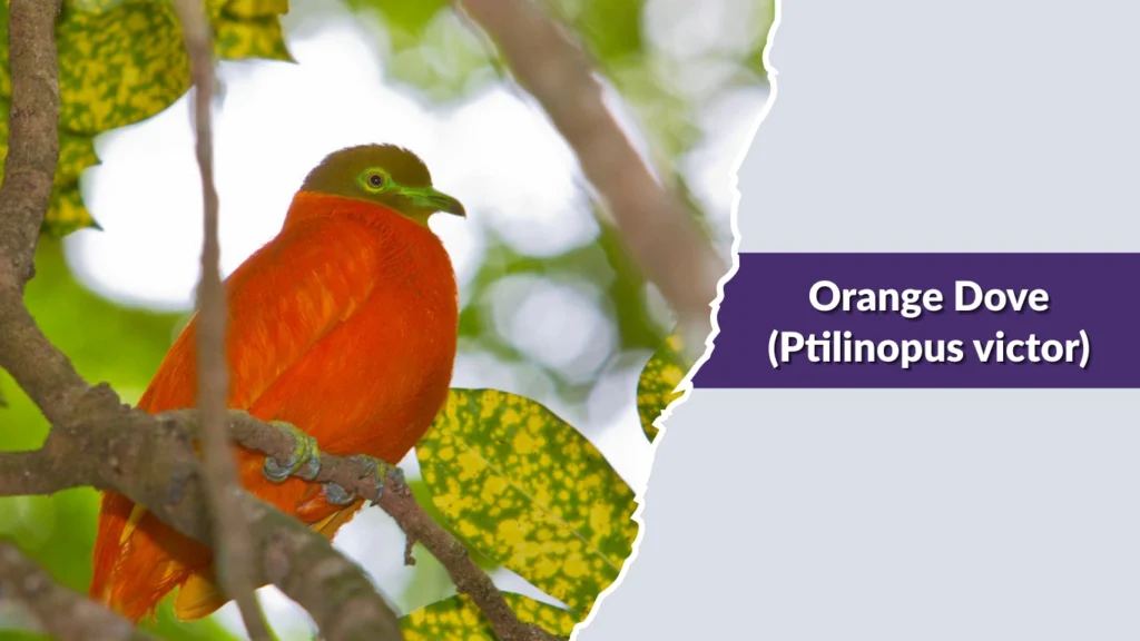 Orange Dove (Ptilinopus victor)
