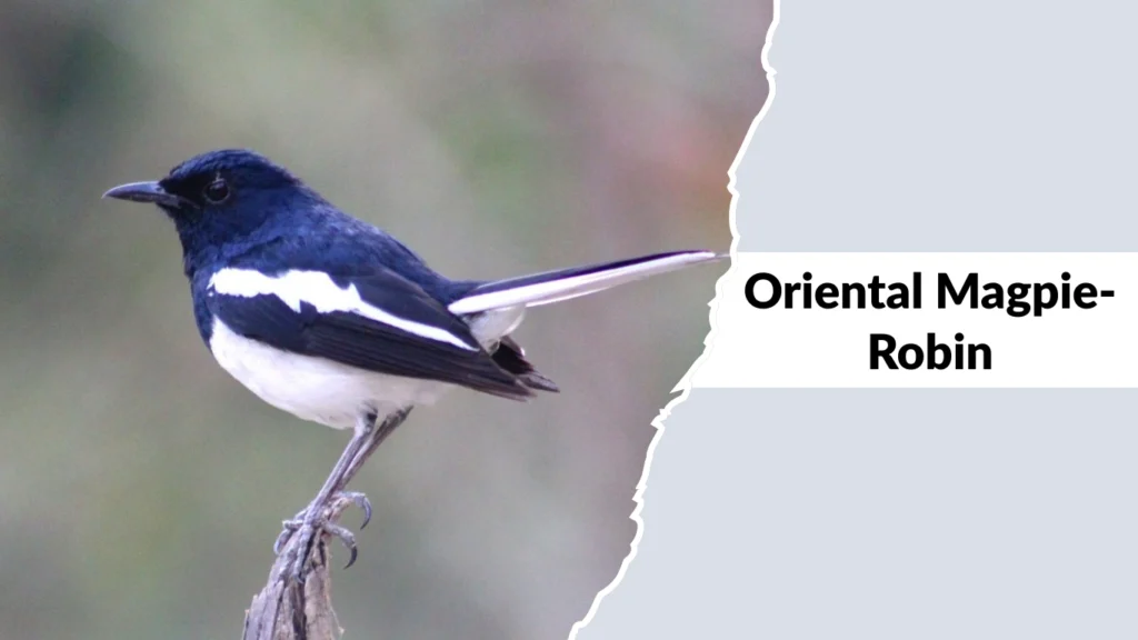 Oriental Magpie-Robin