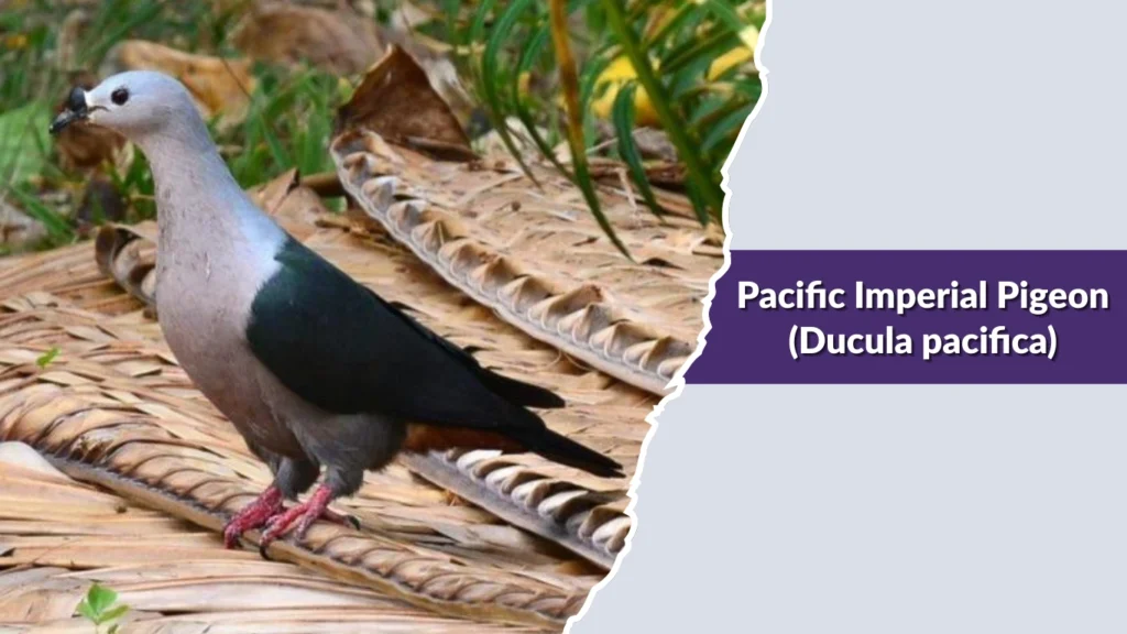 Pacific Imperial Pigeon (Ducula pacifica)